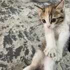 قط الام سكوتش والآب شيرازي