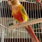 كنيور اناناس. وروز ابيض