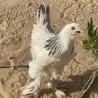 للبيع براهما العمر ثلاث شهور