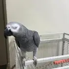 ببغاء كاسكو