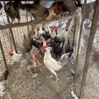 ديوك للبيع ( تم البيع ))