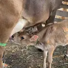 حليب بقر طازج يوميا