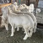 طليان . بهم حري
