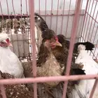 للبيع دجاج ترثه