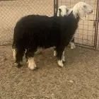 للبيع نجد