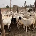 رخال رفيديات بلدي طيبه مد وجرم