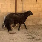 طلي نجدي حجري توه مثني