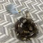 للبيع سبحه كهرمان سومطري