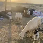 طريق الرياض كبري الشعير