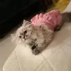 قطة هملايا للبيع