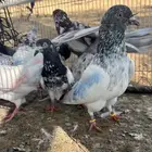 حمام بكستاني