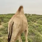 قعدان