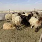 غنم نعيمي حري طازج بلدي