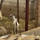 تيس