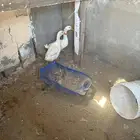 بط كيني بعمر 5 شهور