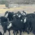 معزا ( تم البيع )