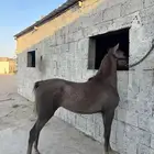 مهر فاخر جدا