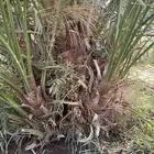 صنية نخل برني