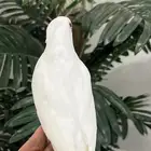 كروان اللبينو عيون حمرا الليف نهاية غر ( على للسوم )