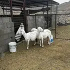 3 حرش مساوي