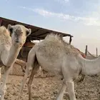 ثلاث قعدان فاخرة