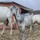 جفره للبيع