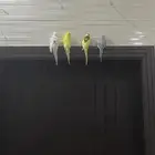 البيع الطيور زوج 2 اليفه جدا معا ارنب اليفه انثي