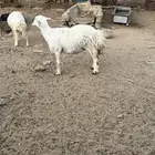 رخل رباع فل شحم