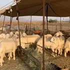ذبايح زواج ذبائح مناسبات ثلاجه يوجد صلخ وتوصيل شي يبيض وجهك
