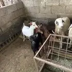 تيوس