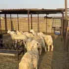طليان ورخال حريه
