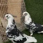 قطايف تب التب