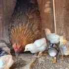 دجاجه بفروخها