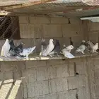 حمام