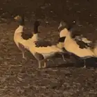 وز حراسة عدد 10