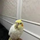 طير كروان