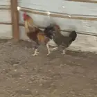 دجاج وشبك