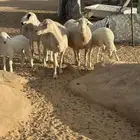 ضان استرالي خلفات