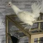 دجاج حساوي بياضه
