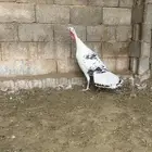 للبيع دجاجة رومي فراشة