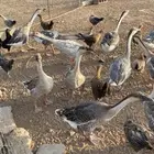 وز عراقي اصل العمر ست شهور