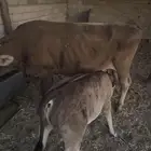 بقره المانيه طيبه معها توم