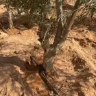 اشجار زيتون