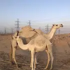 خلفه عشراء
