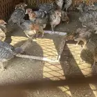 صيصان فيومي