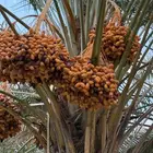 عذوق بلح صفري