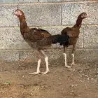 دجاج باكستاني مستوى عالي