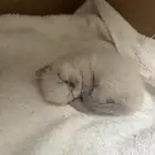 قط سكوتش فولد للبيع