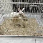 ارانب للبيع