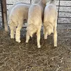 خرفان حريه ظهورها فل اعمارها حول 6 شهور